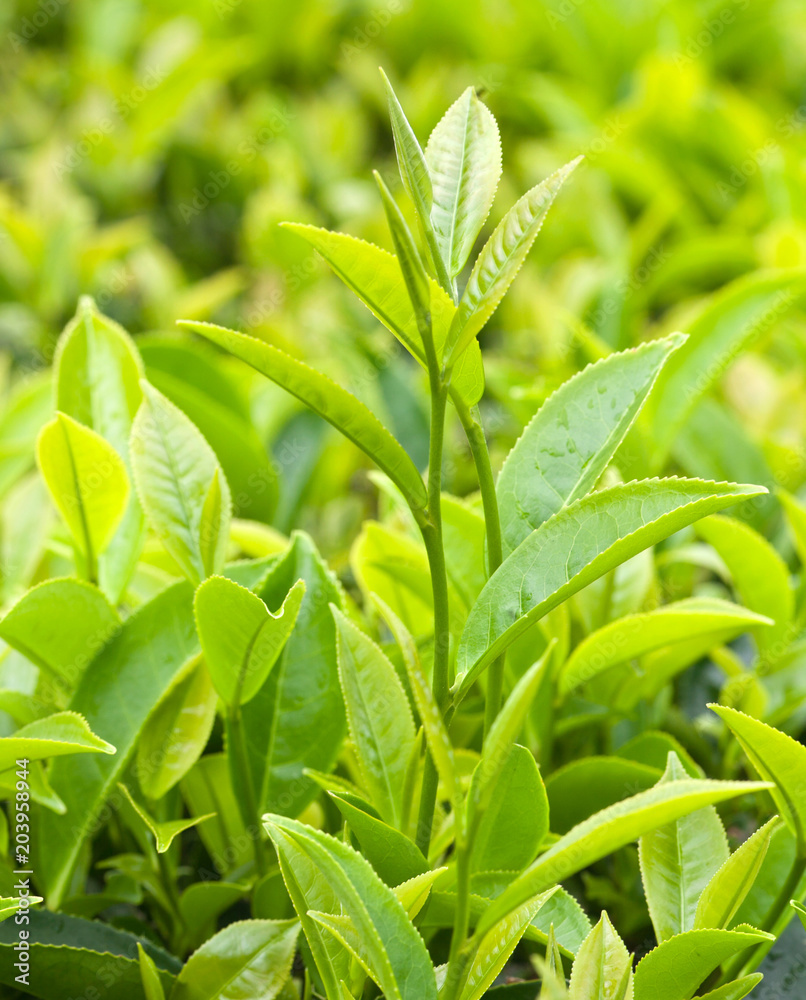 Fresh leaves of green tea close up at plantation