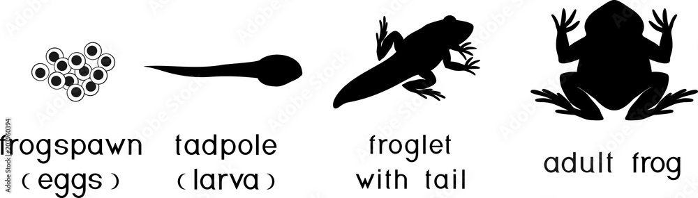 Silhouettes of four stages of frog development with titles