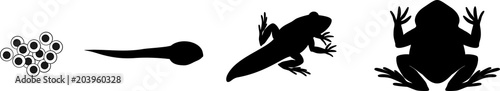 Silhouettes of four stages of frog development