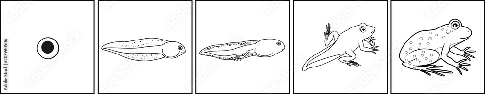 Fototapeta premium Coloring page. Life cycle of frog from egg to adult animal