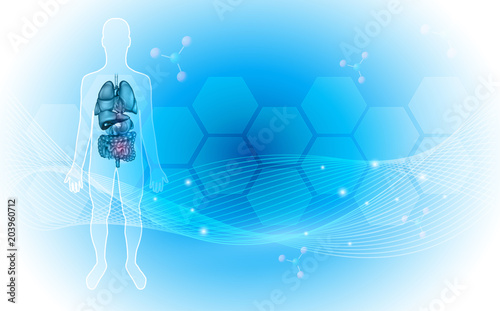 Human internal organs anatomy background