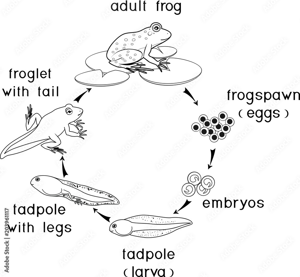 Coloring page. Life cycle of frog Stock Vector | Adobe Stock