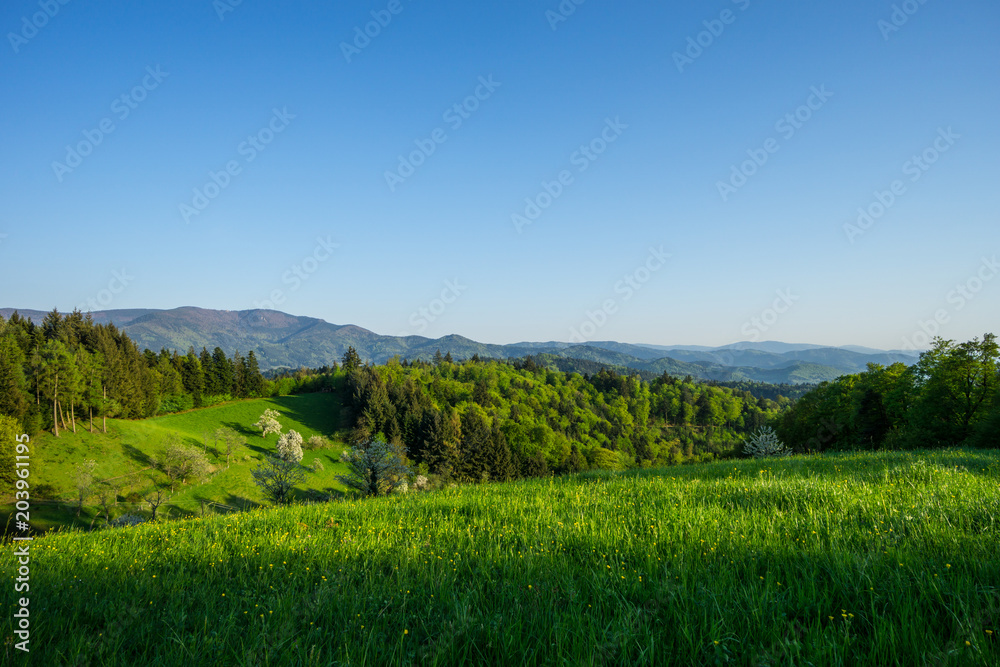 Germany, Endless view on green tree landscape in springtime in black forest nature region