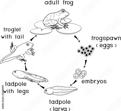 Coloring page. Life cycle of frog
