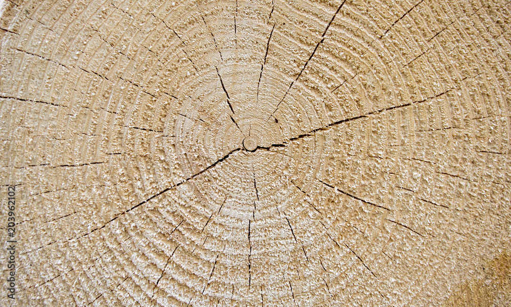 Fototapeta premium Baumstamm, Querschnitt