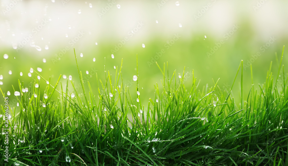 Naklejka premium naturalne tło soczysta zielona trawa i kapiący deszcz na dzień wiosny