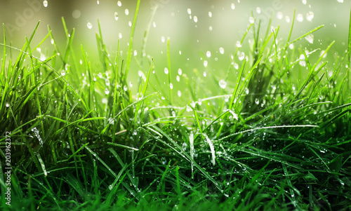 vivid natural background of juicy green grass and dripping rain on a spring day