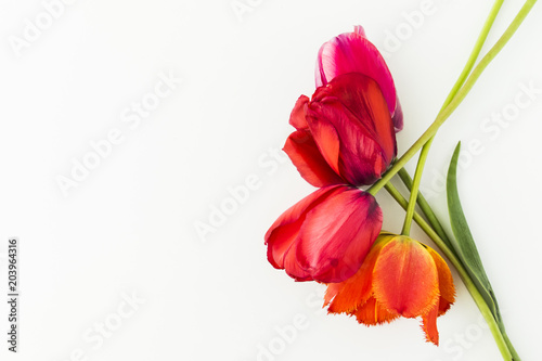 Tulip flowers on white table with human hand and copy space for your text top view. Flat lay