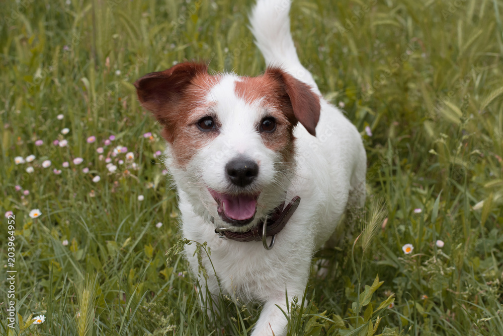 HAPPY JACK RUSSELL DOG WALKING ON GREEN GRASS SEEDS HAPPY JACK RUSSELL DOG WALKING ON GREEN GRASS SEEDS