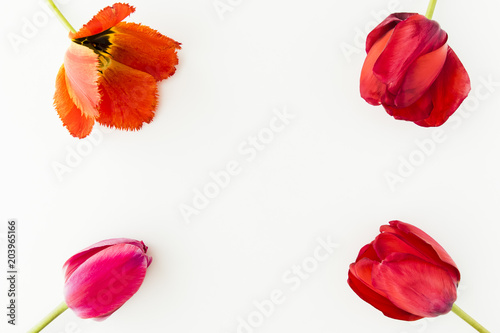 Tulip flowers on white table with copy space for your text top view. Flat lay