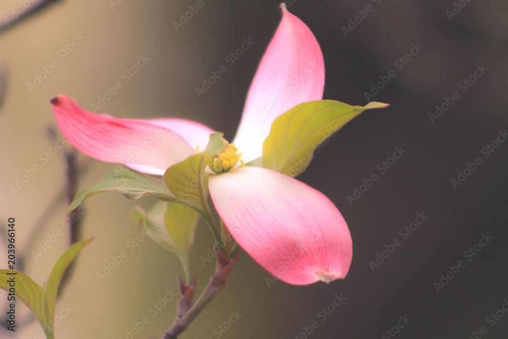 Flower Blooming Flower Blooming