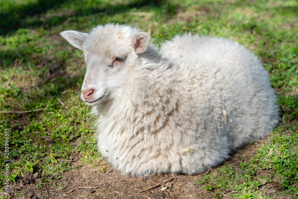 a little white lamb laying in a field