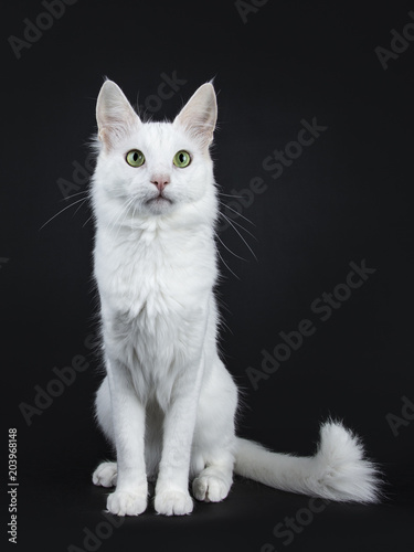 Solid white Turkish Angora cat with green eyes sitting facing front with tail beside body isolated on black background looking beside camera