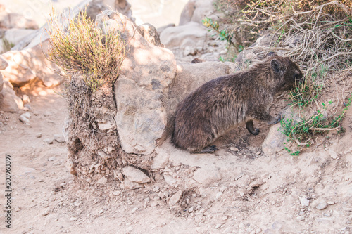 Rock Hyrax (also known as 