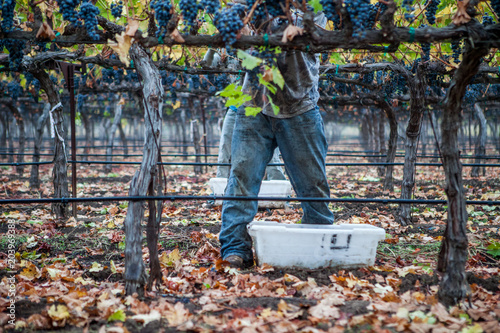 Grape harvest with vineyard worker © Robb