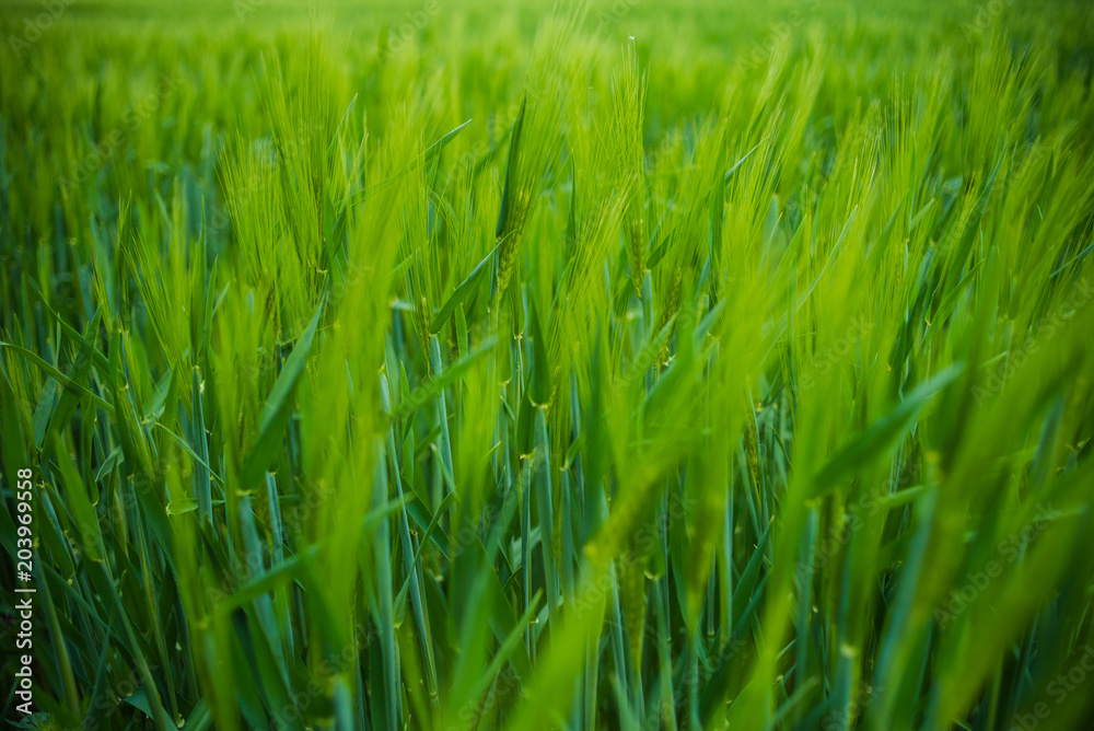 Field of young green wheat Field of young green wheat