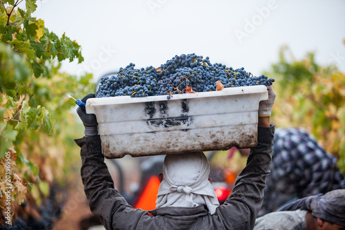 Tableau sur toile Wine Harvest