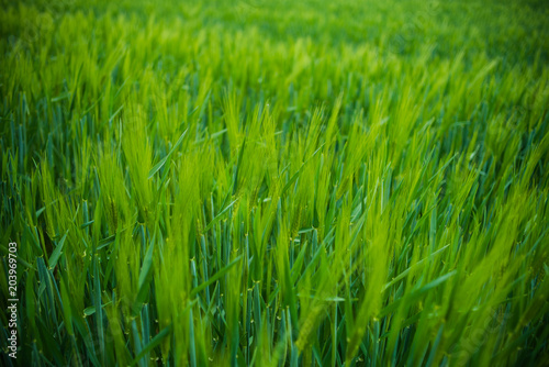 Field of young green wheat