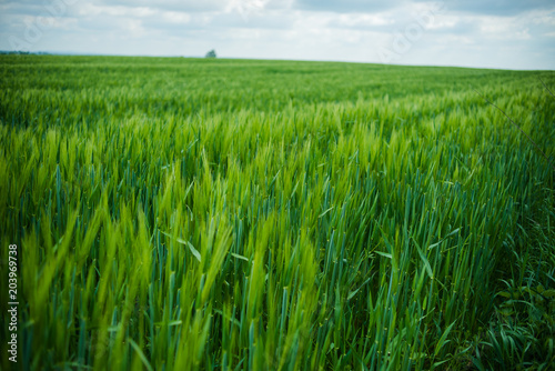 Field of young green wheat