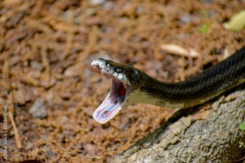 Eastern King Snake striking with mouth open. Eastern King Snake striking with mouth open.