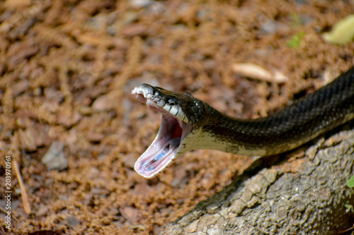 Eastern King Snake striking with mouth open.