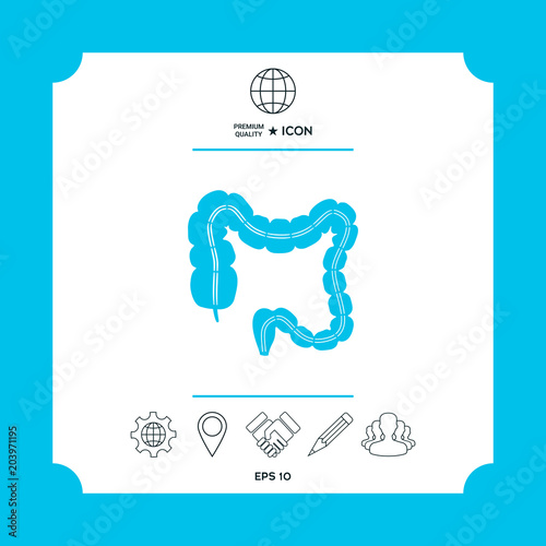 Human organ - the large intestine