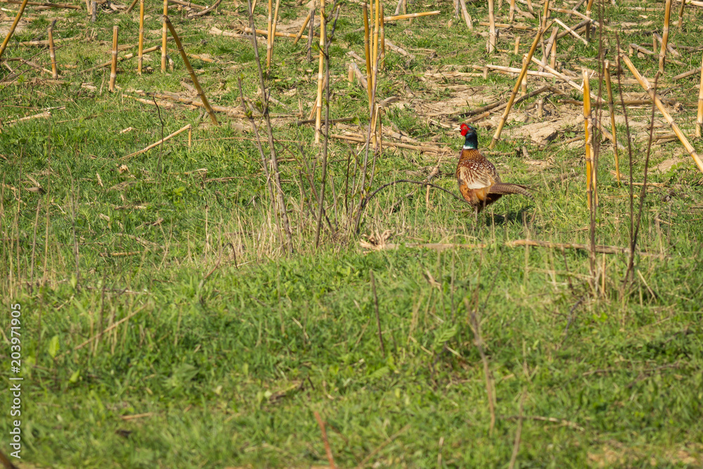 Fototapeta premium The common pheasant (Phasianus colchicus) is a bird in the pheasant family (Phasianidae). The genus name comes from Latin phasianus, 
