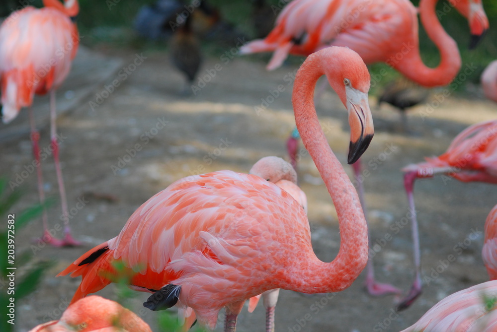 Obraz premium flamings