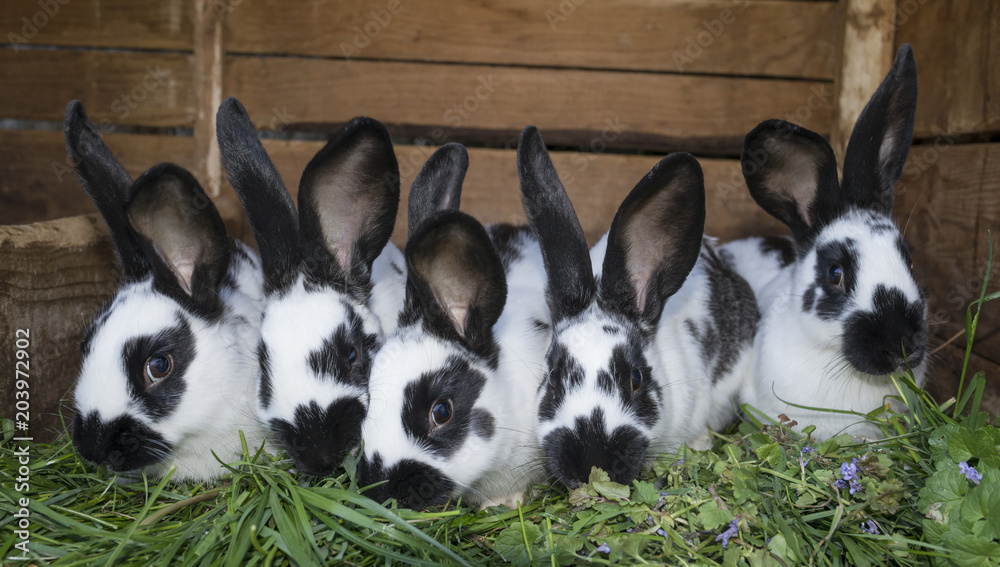 Fototapeta a group cute black and white rabbits with spots