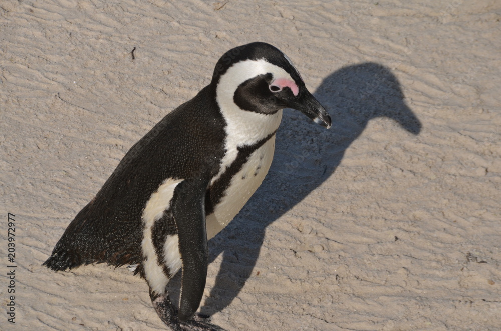 Obraz premium Close-up of penguins on Boulder Beach. The famous colony of African penguins is located near Simon's Town and Cape Town, South Africa. 