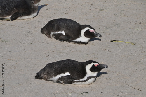 Close-up of penguins on Boulder Beach. The famous colony of African penguins is located near Simon's Town and Cape Town, South Africa. 
