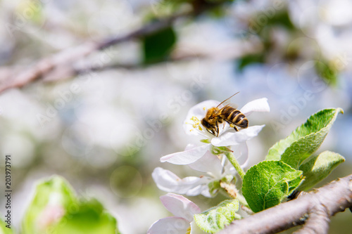 Bee collects nectar at Apple blossom. © natali_mis