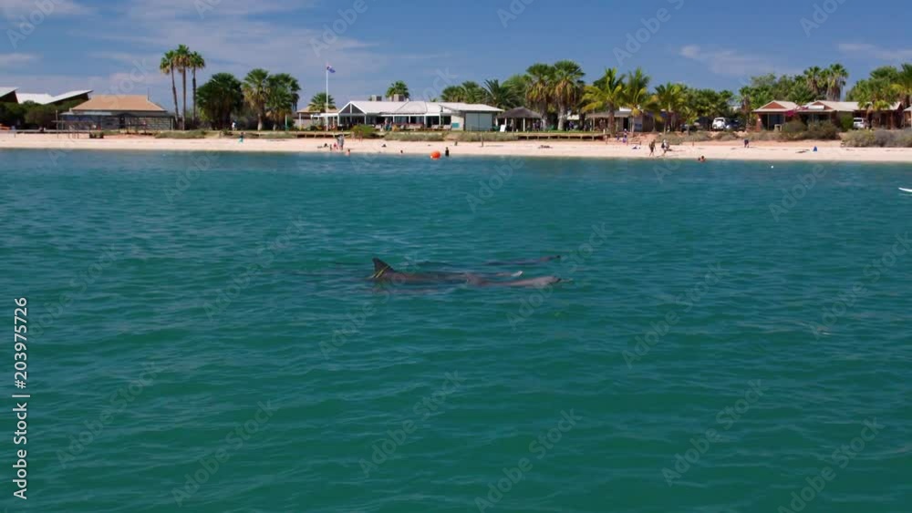 Dolphins near the Monkey Mia shore Dolphins near the Monkey Mia shore