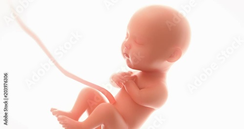 3d rendering fetus on the white background ,zoom in,at least 5 months,4k.(4096*2160)