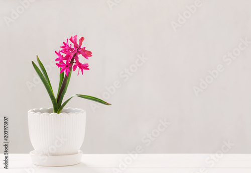 hyacinth in pot on white background