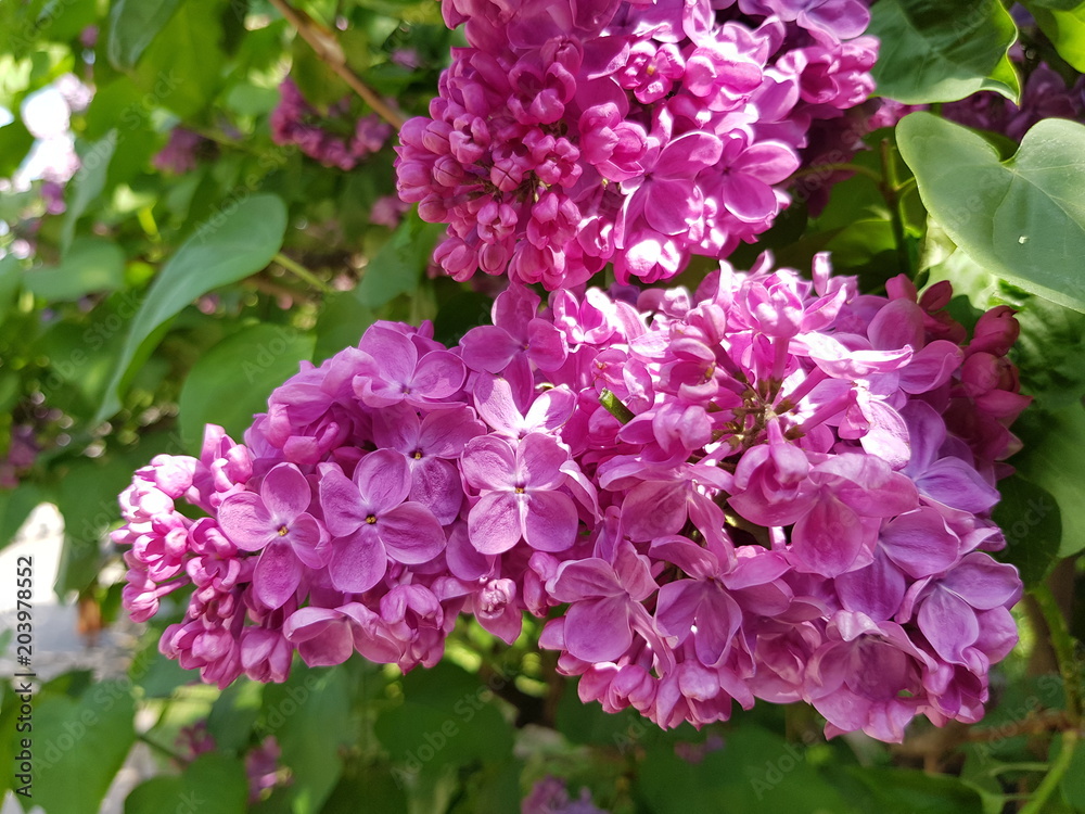 lilac blooms on a branch lilac blooms on a branch