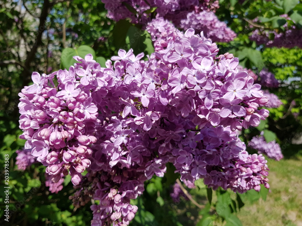 flowering purple lilacs