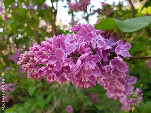 flowering lilac bush