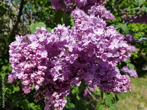 flowering purple lilacs