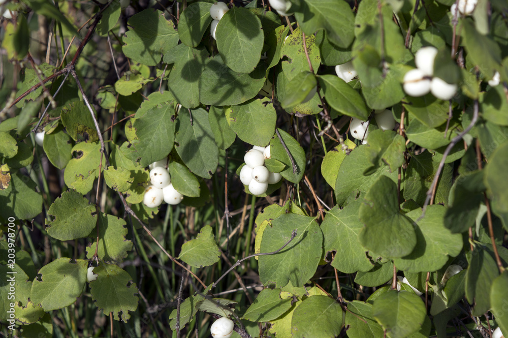 Symphoricarpos albus shrub in august, beautiful snowberry bush with white fruits in garden Symphoricarpos albus shrub in august, beautiful snowberry bush with white fruits in garden