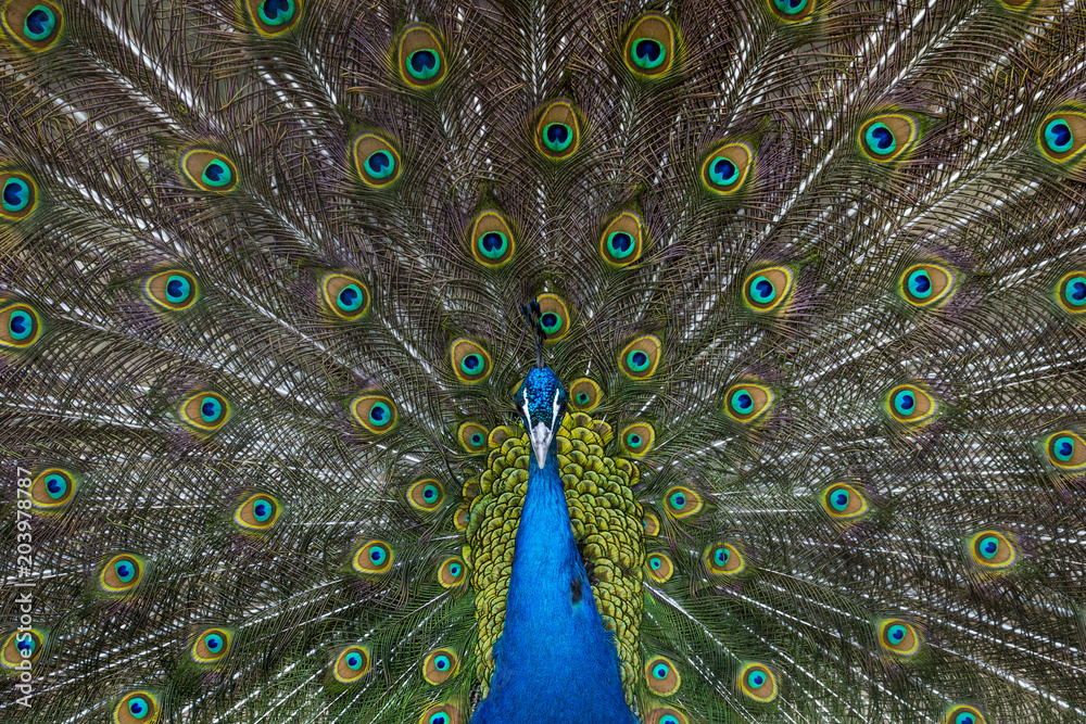 Obraz premium Paw z piórami z ogona