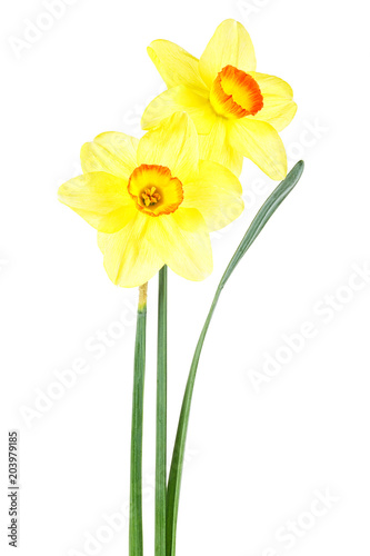 Two flower of yellow Daffodil (narcissus) isolated on white background