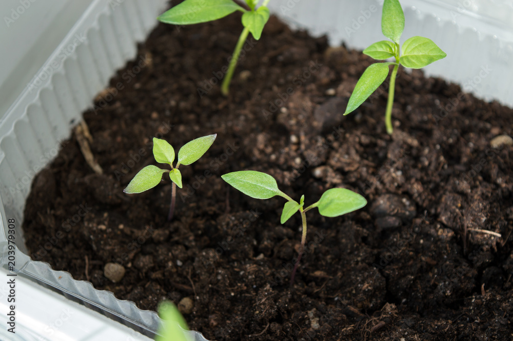 Small capsicum plants sprouting from seeds in spring planting material of pepper seedlings basic farmers task for springtime Stock Adobe Stock