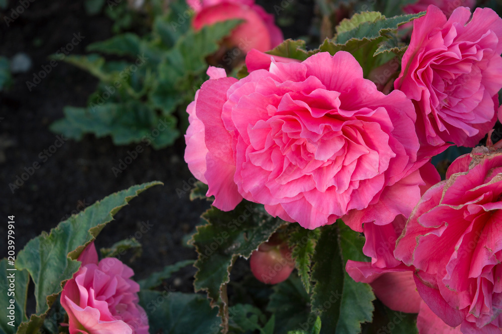 Fototapeta premium Bright pink double flowers of tuberous begonia among vivid green leaves growing in flowerbed in summer park