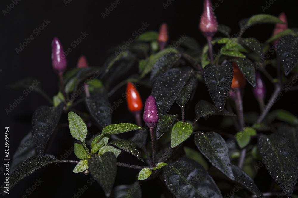 Explosive Ember chili plant with colorful pods on black background,  beautiful ornamental chili pepper cultivar with dark foliage and fruits  turning their color from purple to red Photos | Adobe Stock