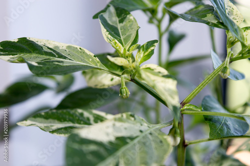 Close up of beautiful variegated foliage and flower buds of Fish chili pepper plant