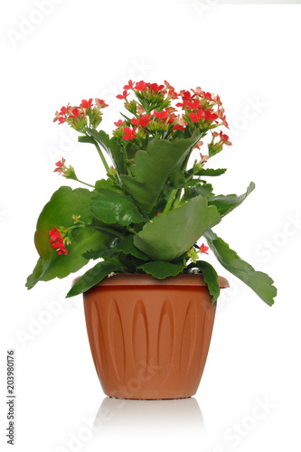 Ornamental plant Kalanchoe in a pot on a white background with yellow flowers