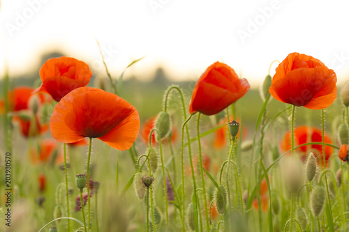 Field of red poppies