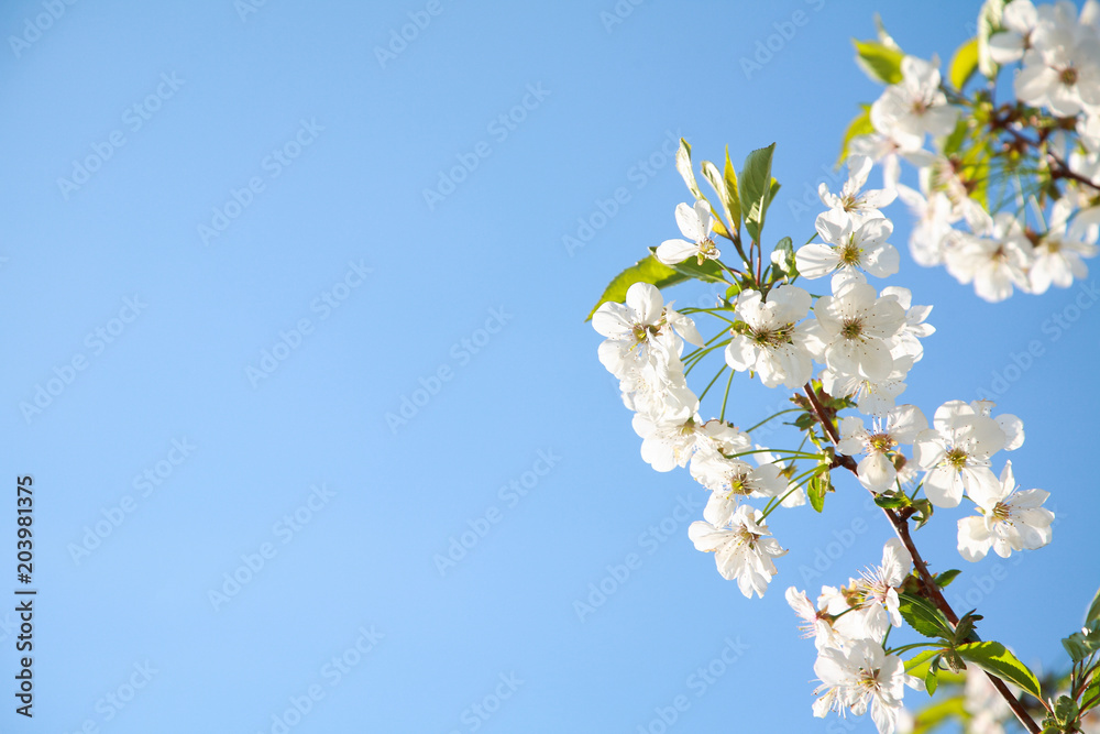 Spring color background. Beautiful nature scene with a blossoming tree and a solar flare against the blue sky. Sunny day. Spring flowers. Beautiful garden. Spring. 