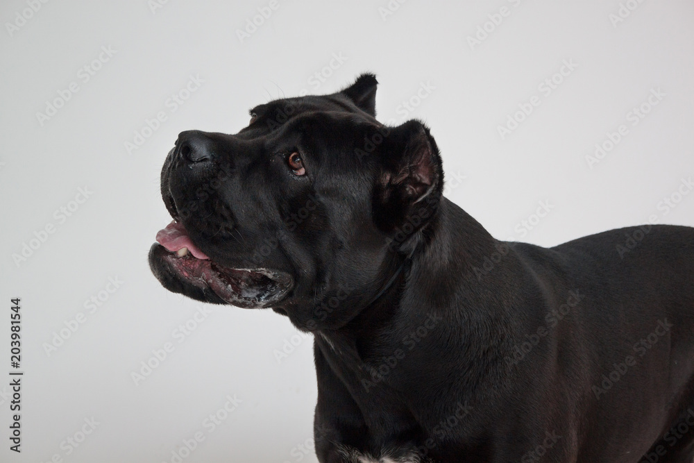 Cane corso italiano isolated on a gray background. Pet animals. Cane corso italiano isolated on a gray background. Pet animals.